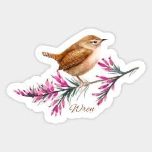 Cute little Wren Watercolour Sticker